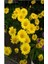 Videolu 1 Adet Sarı Papatya Fidanı Saksılı 35-65 cm (Yellow Daisy Sapling) 1