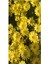 Videolu 1 Adet Sarı Papatya Fidanı Saksılı 35-65 cm (Yellow Daisy Sapling) 2
