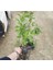 Videolu Mor Renkli 1 Adet Leylak Fidanı Saksılı 80-130 cm (Leilac Sapling) 3