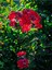 Videolu Kırmızı 40-60 cm Oya Ağacı Fidanı Dış Mekan Ağaçları Red Lagerstroemia 1