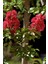 Videolu Kırmızı 40-60 cm Oya Ağacı Fidanı Dış Mekan Ağaçları Red Lagerstroemia 2