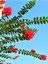 Videolu Kırmızı 40-60 cm Oya Ağacı Fidanı Dış Mekan Ağaçları Red Lagerstroemia 3