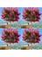 Videolu Mis Kokulu 4 Adet Oya Ağacı Fidanı Tüplüsaksılı 30-60 cm (Lacebark Pine Sapling) 1
