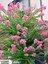 Videolu Mis Kokulu 4 Adet Oya Ağacı Fidanı Tüplüsaksılı 30-60 cm (Lacebark Pine Sapling) 3