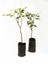 Videolu Mis Kokulu 4 Adet Oya Ağacı Fidanı Tüplüsaksılı 30-60 cm (Lacebark Pine Sapling) 4
