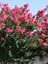 Videolu Mis Kokulu 4 Adet Oya Ağacı Fidanı Tüplüsaksılı 30-60 cm (Lacebark Pine Sapling) 5