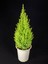 Videolu Salon Çamı Limoni Servi 30-70 cm Saksılı Tüplü Dış Mekan Ağaçları Lemon-Scented Pine 1