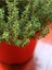 Mutfak Aromatik Bitki Seti 3 Adet Saksı Kekik-Biberiye-Adaçayı 20-40 cm (Thyme-Sage-Rosemary) 4