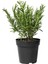 Mutfak Aromatik Bitki Seti 3 Adet Saksı Kekik-Biberiye-Adaçayı 20-40 cm (Thyme-Sage-Rosemary) 5