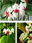 Videolu Beyaz Kızılay Çiçeği Fidanı 40 cm Saksılı/Tüplü Dış Mekan Sarmaşık Crinum x Powellii 1