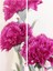 Videolu Kokulu Pembe Renk Karanfil Çiçeği Fidanı 15-30 cm Tüplü Dış Mekan Ağaçlar Pink Carnation 2