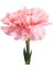 Videolu Kokulu Pembe Renk Karanfil Çiçeği Fidanı 15-30 cm Tüplü Dış Mekan Ağaçlar Pink Carnation 3