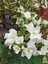 Videolu Beyaz Begonvil Çiçeği Fidanı 1 Adet Saksılı/Tüplü 40-60 cm (Bougainvillea ) 4