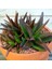 Aloe Black Gem Sukulent Bitkisi 1