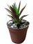 Aloe Black Gem Sukulent Bitkisi 2