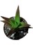 Aloe Black Gem Sukulent Bitkisi 3