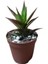 Aloe Black Gem Sukulent Bitkisi 4