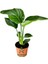 Mini Boy Strelitzia Starliçe Cennet Kuşu Çiçeği 15-30 cm 1 Adet Saksılı 1