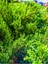 Videolu Kokulu Mini Limoni Servi Fidanı 20 Adet Tüplü/mini Saksılı 10-15 cm ( Miniature Pine Tree ) 2