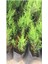 Videolu Kokulu Mini Limoni Servi Fidanı 20 Adet Tüplü/mini Saksılı 10-15 cm ( Miniature Pine Tree ) 3