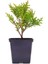 Videolu Kokulu Mini Limoni Servi Fidanı 20 Adet Tüplü/mini Saksılı 10-15 cm ( Miniature Pine Tree ) 4