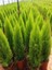 Videolu Mis Kokulu Limoni 1 Adet Servi Çam Ağacı Fidanı 30-60 cm Saksılı (Cedar Pine Tree Sapling) 1