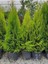 Videolu Mis Kokulu Limoni 1 Adet Servi Çam Ağacı Fidanı 30-60 cm Saksılı (Cedar Pine Tree Sapling) 2