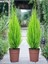 Videolu Mis Kokulu Limoni 1 Adet Servi Çam Ağacı Fidanı 30-60 cm Saksılı (Cedar Pine Tree Sapling) 3