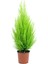 Videolu Mis Kokulu Limoni 1 Adet Servi Çam Ağacı Fidanı 30-60 cm Saksılı (Cedar Pine Tree Sapling) 4