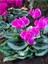 Videolu Bol Çiçekli 1 Adet Pembe Sıklamen Hoş Kokulu 30-50 cm Saksılı (Pink Cyclamen) 1