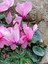 Videolu Bol Çiçekli 1 Adet Pembe Sıklamen Hoş Kokulu 30-50 cm Saksılı (Pink Cyclamen) 4