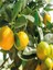 Videolu Ferah Kokulu 1 Adet Primasol Mandalina Fidanı 120-180 cm Saksılıtüplü (Primasol Mandarin) 2