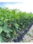 Videolu Ferah Kokulu 1 Adet Primasol Mandalina Fidanı 120-180 cm Saksılıtüplü (Primasol Mandarin) 4