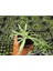 Videolu Kurdela Çiçeği Ofis/ev 15-25 cm 20 Adet Dış Mekan Ağaçları Ribbon Flower 1