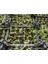 Videolu Kurdela Çiçeği Ofis/ev 15-25 cm 20 Adet Dış Mekan Ağaçları Ribbon Flower 3
