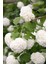 Videolu Kartopu Çiçeği Fidanı 1 Adet 35-65 cm Saksılıtüplü (Viburnum Flower Sapling) 1