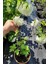 Videolu Kartopu Çiçeği Fidanı 1 Adet 35-65 cm Saksılıtüplü (Viburnum Flower Sapling) 3