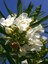 Videolu Beyaz Zakkum Bitkisi 1 Adet Saksılı/ Tüplü 30-60 cm ( White Oleander) 3