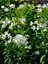 Videolu Beyaz Zakkum Bitkisi 1 Adet Saksılı/ Tüplü 30-60 cm ( White Oleander) 4
