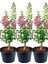 Videolu Pembe Çiçekli Oya Ağacı 3 Adet Saksıda 40-70 cm Dış Mekan Bitkisi (Lagerstroemia Indica) 1
