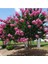 Videolu Pembe Çiçekli Oya Ağacı 3 Adet Saksıda 40-70 cm Dış Mekan Bitkisi (Lagerstroemia Indica) 4