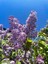 Videolu Hoş Kokulu Mor Renkli 1 Adet Leylak Ağacı Fidanı 40-80 cm Tüplü (Lilac Tree Sapling) 3