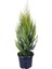 Videolu Özel Limoni Salon Çamı 30-50 cm Saksılı/Tüplü Dış Mekan Ağaçları Norfolk Island Pine 1