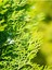 Videolu Özel Limoni Salon Çamı 30-50 cm Saksılı/Tüplü Dış Mekan Ağaçları Norfolk Island Pine 3