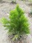 Videolu Özel Limoni Salon Çamı 30-50 cm Saksılı/Tüplü Dış Mekan Ağaçları Norfolk Island Pine 4