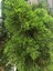 Videolu Mis Kokulu 1 Adet Limon Çamı Servi Fidanı 50-70 cm Saksılıtüplü (Lemon Cypress Sapling) 4