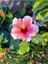 Videolu Pembe Japon Gülü Çiçeği Fidanı 40-45 cm Saksılı Dış Mekan Bitkileri "camellia Japonica 1