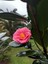 Videolu Pembe Japon Gülü Çiçeği Fidanı 40-45 cm Saksılı Dış Mekan Bitkileri "camellia Japonica 3