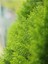 Videolu Mis Kokulu Limoni Salon Çamı 40-80 cm Saksılı Dış Mekan Ağaçları Norfolk Island Pine 2