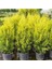 Videolu Mis Kokulu Limoni Salon Çamı 40-80 cm Saksılı Dış Mekan Ağaçları Norfolk Island Pine 4